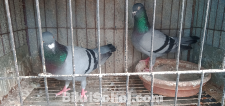 রেসার হোমা জোড়া